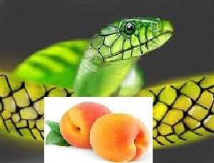Snake Venom