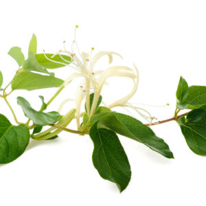 Honeysuckle